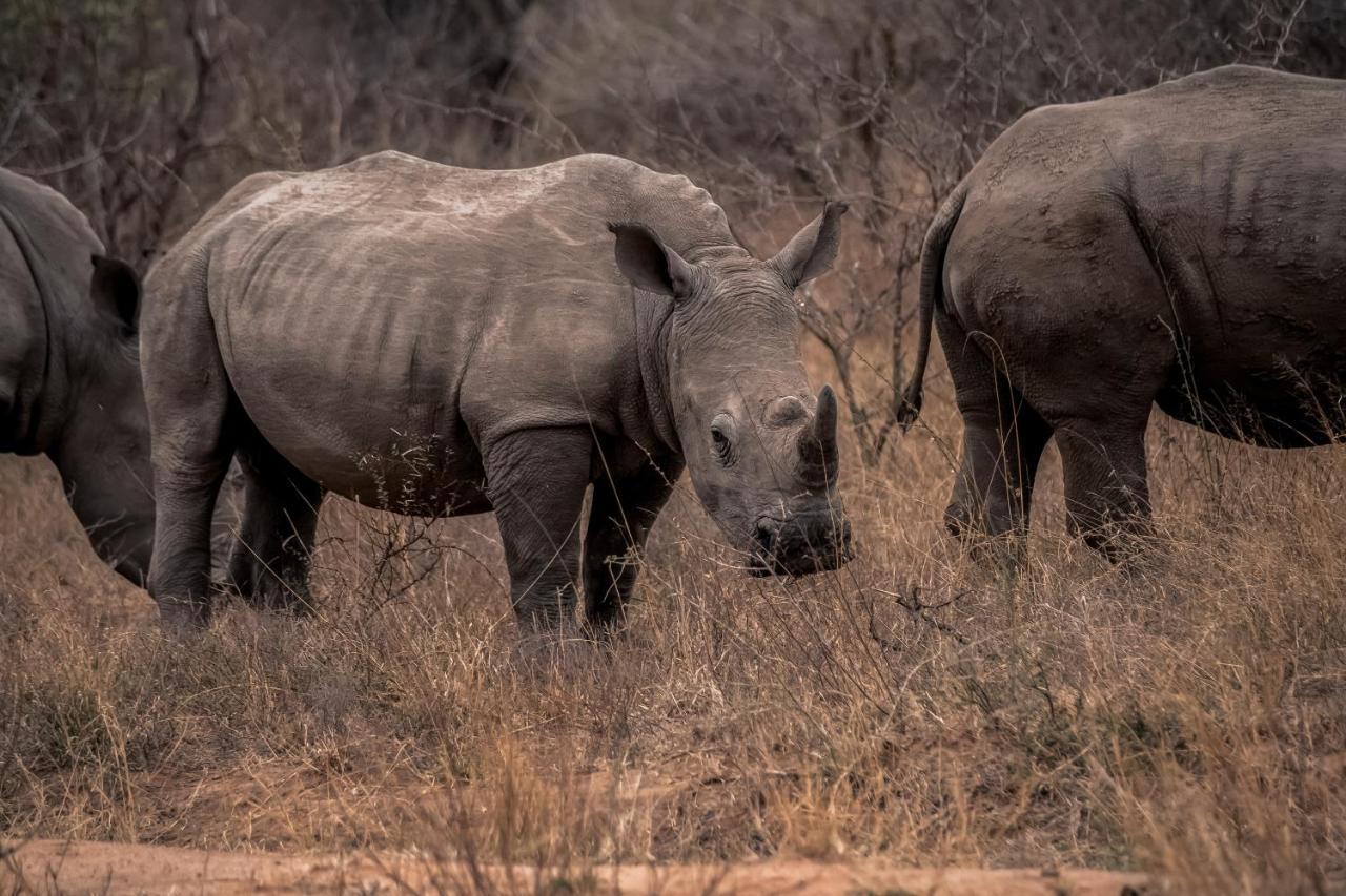 Tshukudu Game Lodge Ходспруит Екстериор снимка