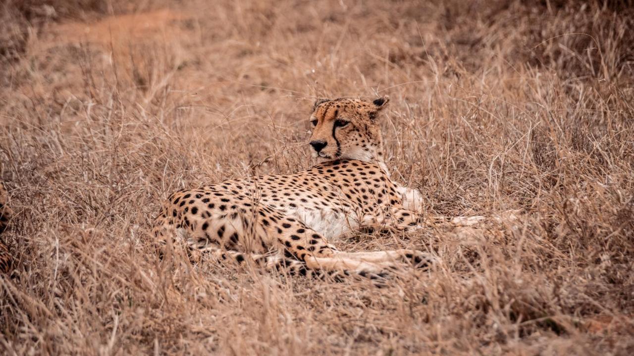 Tshukudu Game Lodge Ходспруит Екстериор снимка