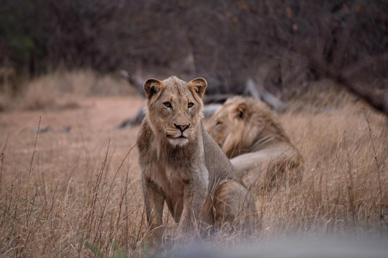 Tshukudu Game Lodge Ходспруит Екстериор снимка